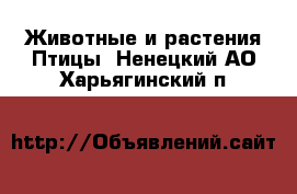 Животные и растения Птицы. Ненецкий АО,Харьягинский п.